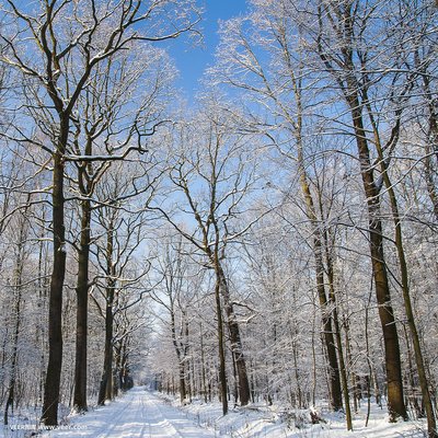 冬季雪地瑜伽